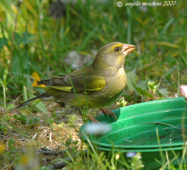 Verdone. Carduelis chloris